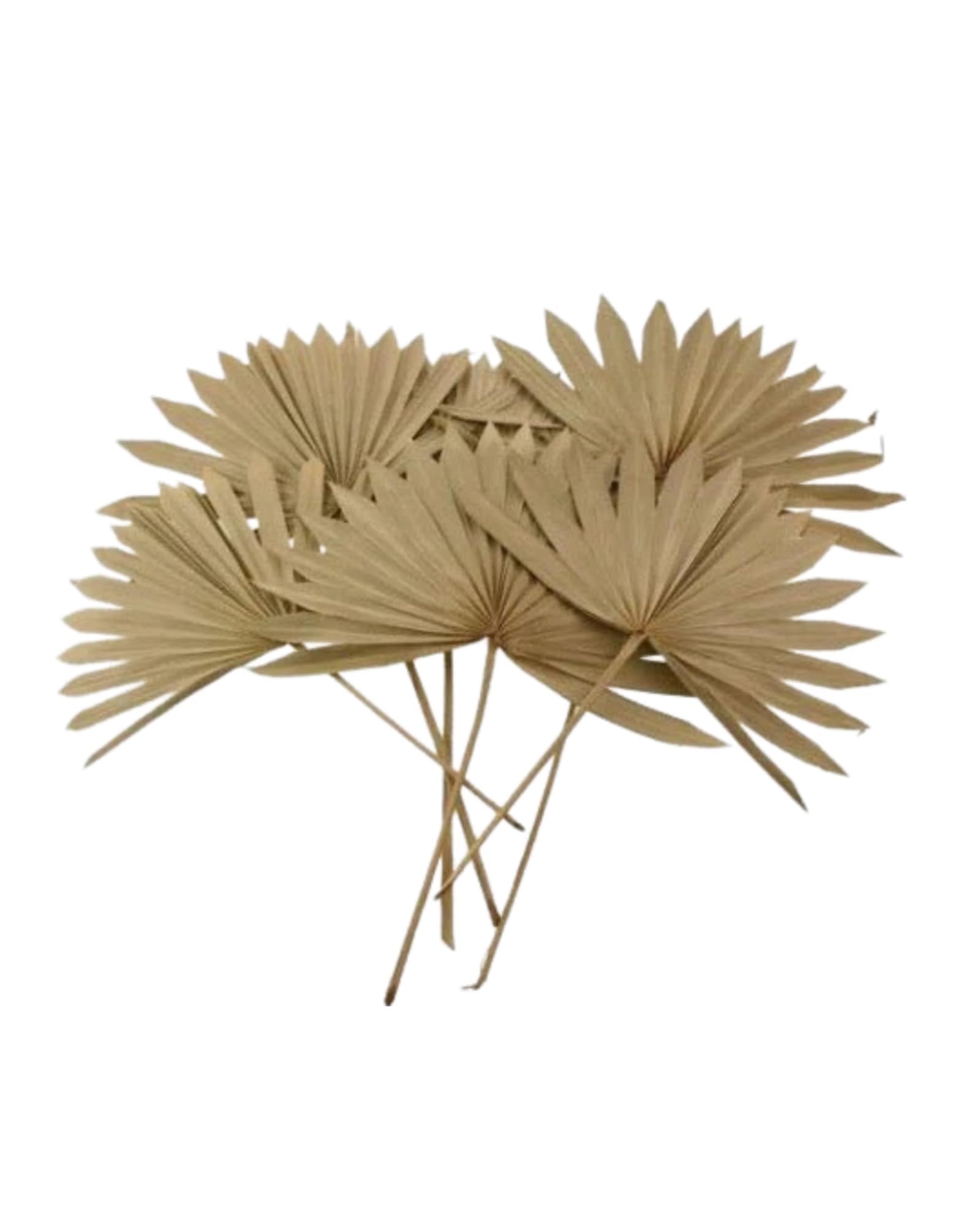 JOYNAGAR Dried Palm Leaves Spear Sun Cut for Flowervase Decoration | Boho Flowers |5 Pcs 18 Inch Height Pack | Exotic Home Decor for Living Room-picture-10