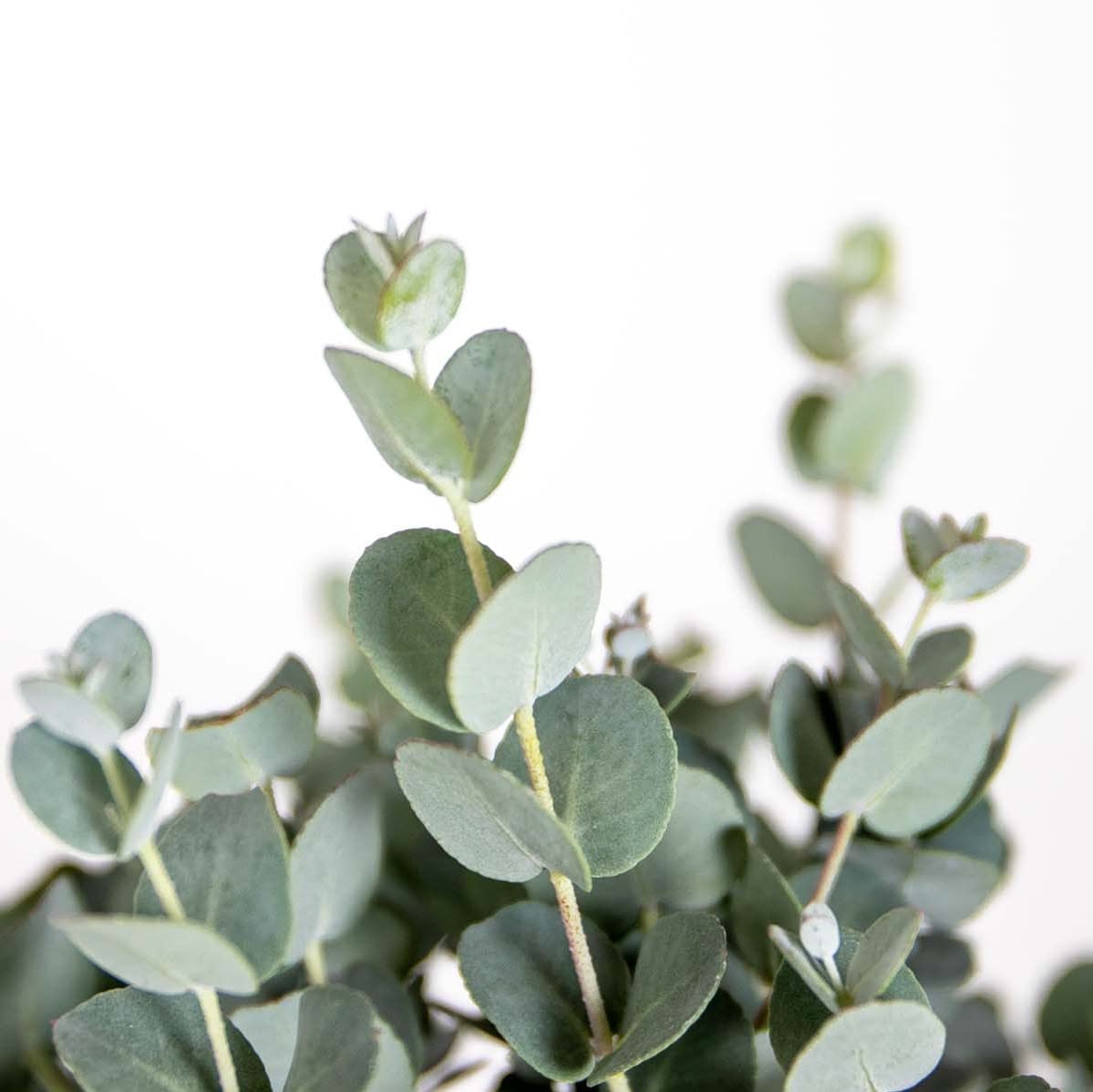 Bloomique - Eucalyptus gunnii - Gommier - Arbuste - Persistant - Hauteur 40-50 cm