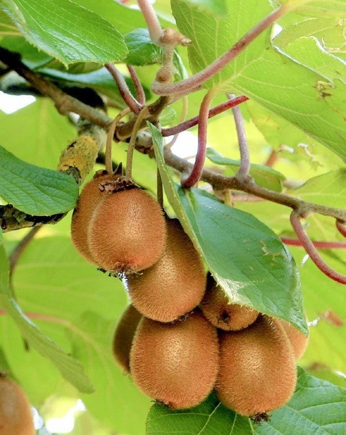GreenWorld Special Exotic Kiwi Fruit Plant, Air Layered/Guti Kolom (Thailand Variety) Live Plant,Fruit After 1 Year (B0CCMH7JWZ) Amazon Price History, Amazon Price Tracker
