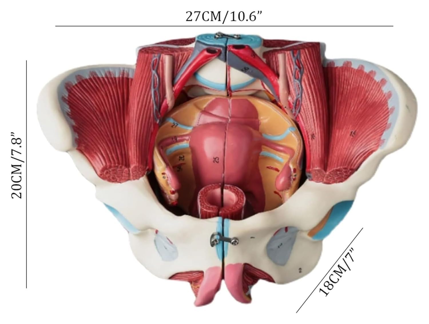 Amazon.co.jp: 解剖模型 女性医療解剖学的骨盤モデル生殖器血管神経筋