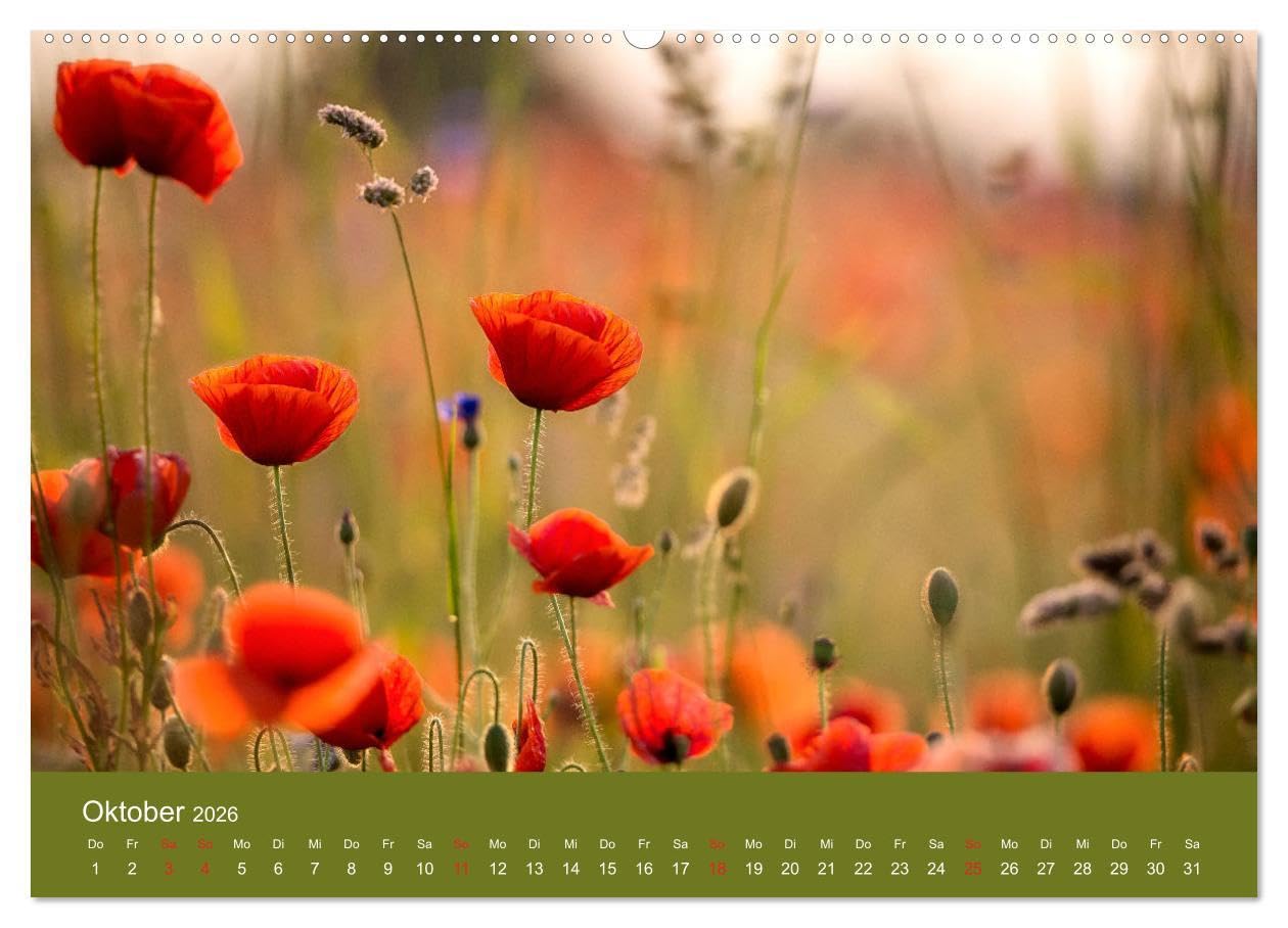 Mohnblumen Romantik (hochwertiger Premium Wandkalender 2026 DIN A2 quer), Kunstdruck in Hochglanz: Mohnblumenfelder und Blüten (CALVENDO Orte)