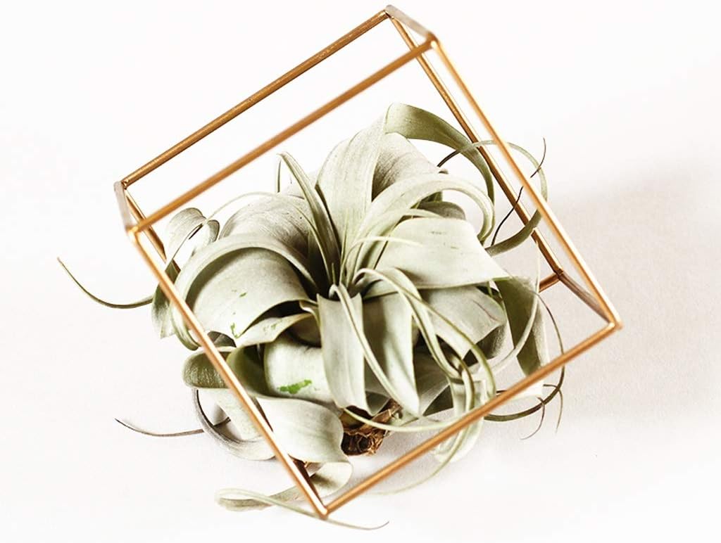HBJP Flower Frame Nordic Creative Gold Cubic Metal Flower Stand Desktop Swing Home Decoration Plant Stand Flower Stand (Size : B Side Length 10CM)