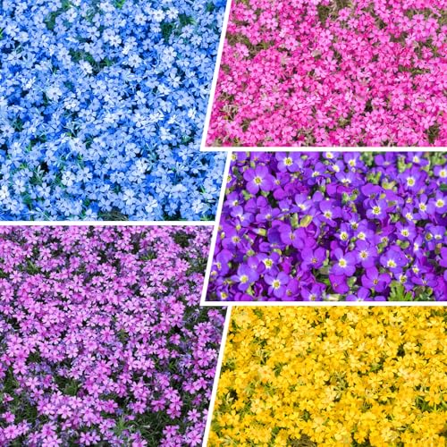 1100+ Mix Creeping Phlox Seeds for Planting-Non-GMO Heirloom Plant Seeds Garden Outdoor Attracts Bees and Butterflies