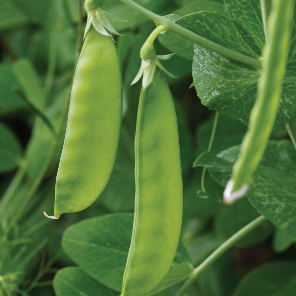 100 x Pea Oregon Sugar Pod Mangetout Vegetable Seeds (239.5g's Approx.)