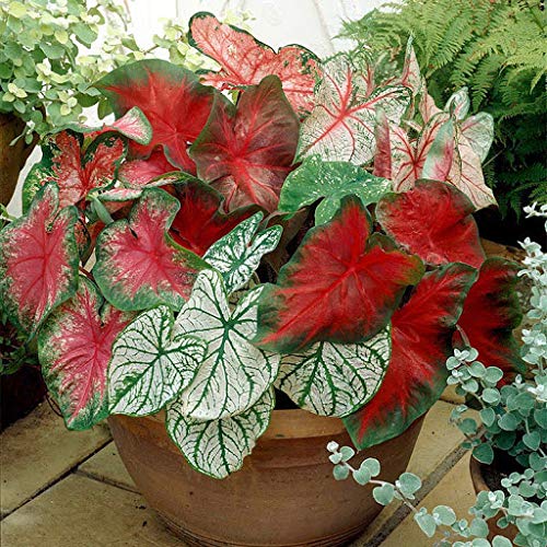 seeds Fresh 50 pcs Caladium Flower seeds for Planting Mixed 1