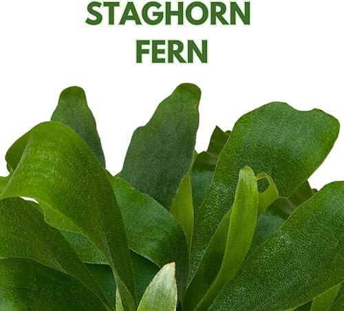 Miniatura 2 de BubbleBlooms Helecho cuerno de ciervo, en una olla de 4 pulgadas, Platycerium bifurcatum Elkhorn