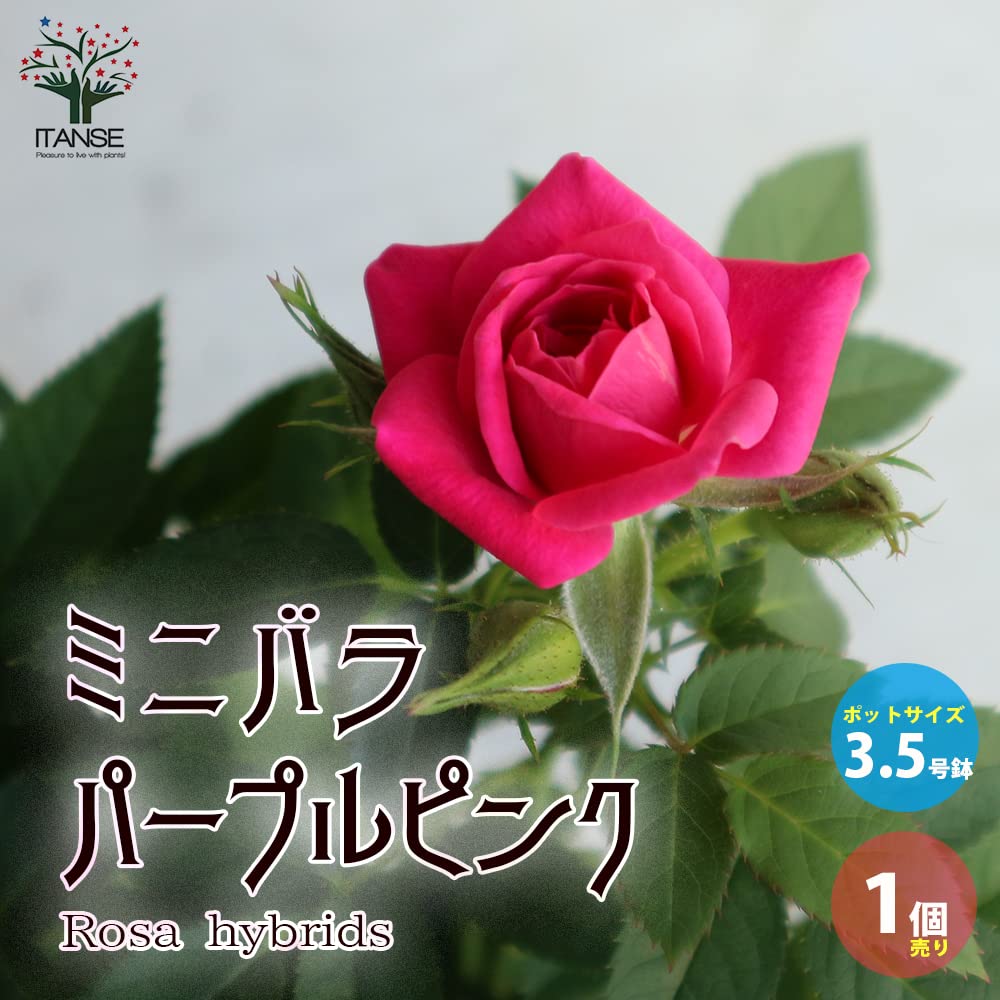 Amazon.co.jp: パープルピンクミニバラ 3.5号鉢 【品種で選べる薔薇苗