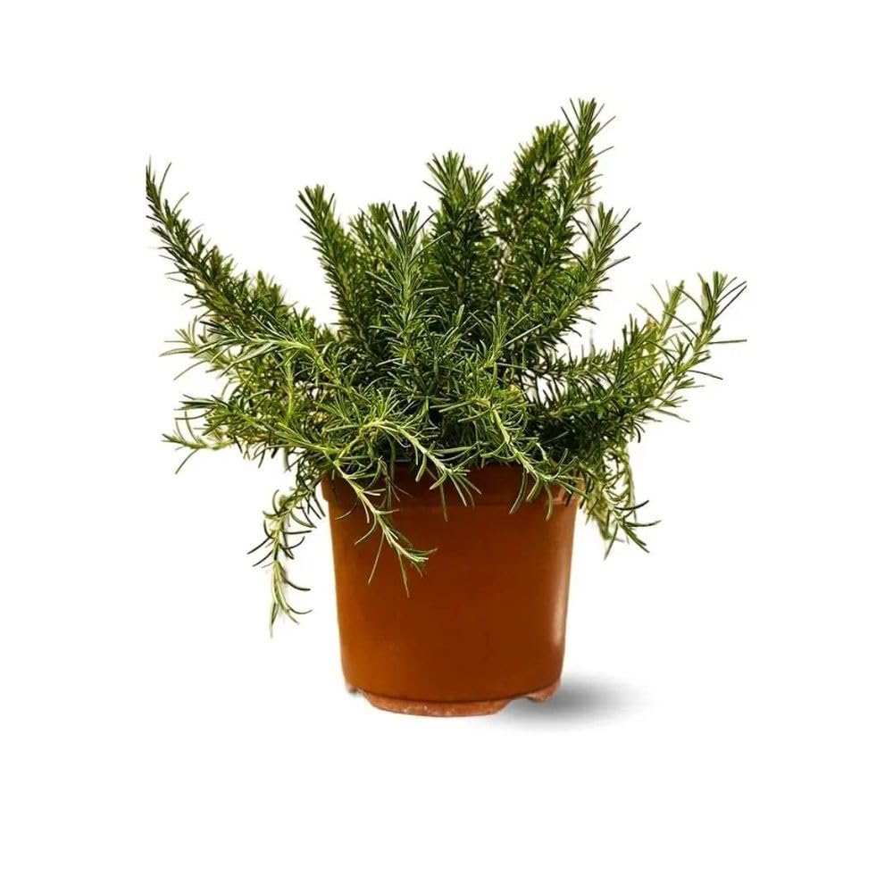 Attitude Jardin - Romarin rampant - aromatique - 35-40 cm - ⌀ 18 cm - véritables herbes fraîches