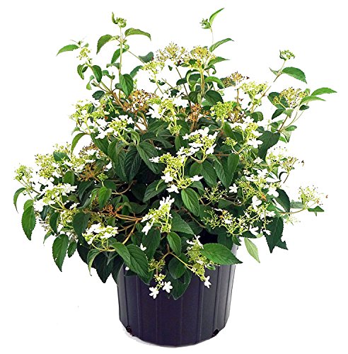 12 Best Low Maintenance Evergreen Shrubs for Front of House | UrbanOrganicYield.com Viburnum p. t. 'Summer Snowflake' (Doublefile Viburnum) Shrub, white flowers, #2 - Size...
