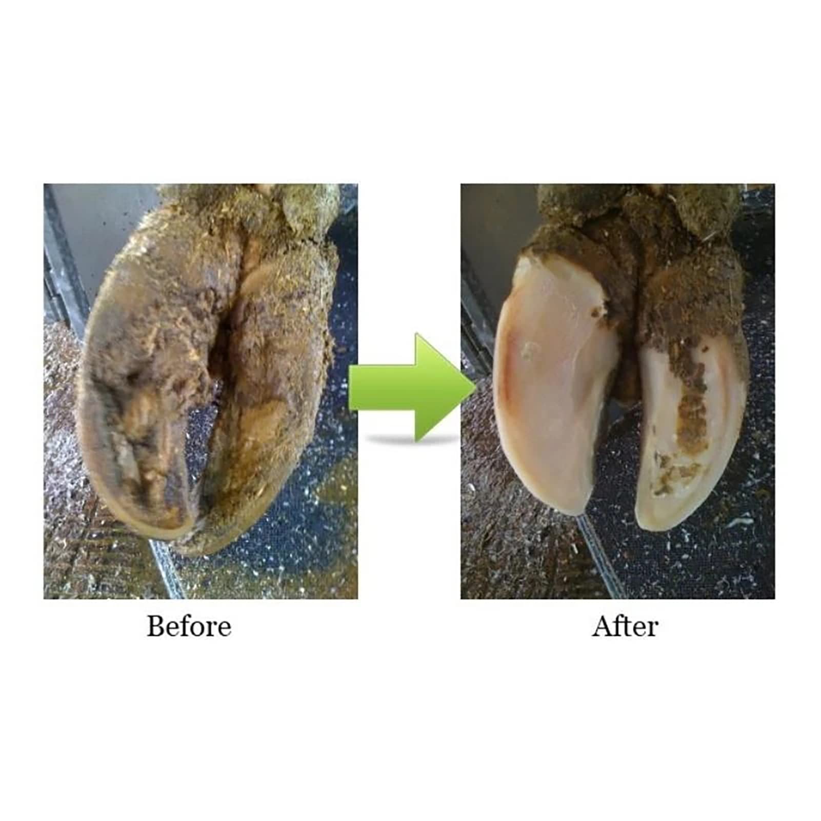 Strong Hoof Hoof & Hair Guard Equine Supplement Biotin Methionine Hoof & Hair Guard ...