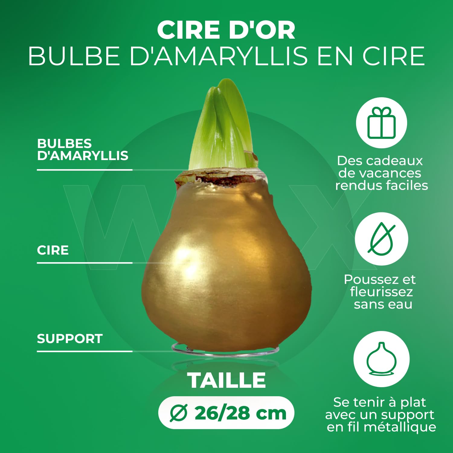Amaryllis Bulbe en cire Or - 2 pièces - Bulbes à fleurs grand format 26/28