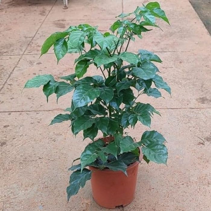 OhhSome The China Doll Small Plant Natural Live Indoor | Vibrant And Ornamental For Gardens Radermachera,(1 Plant) (B0C7VWCWW7) Amazon Price History, Amazon Price Tracker