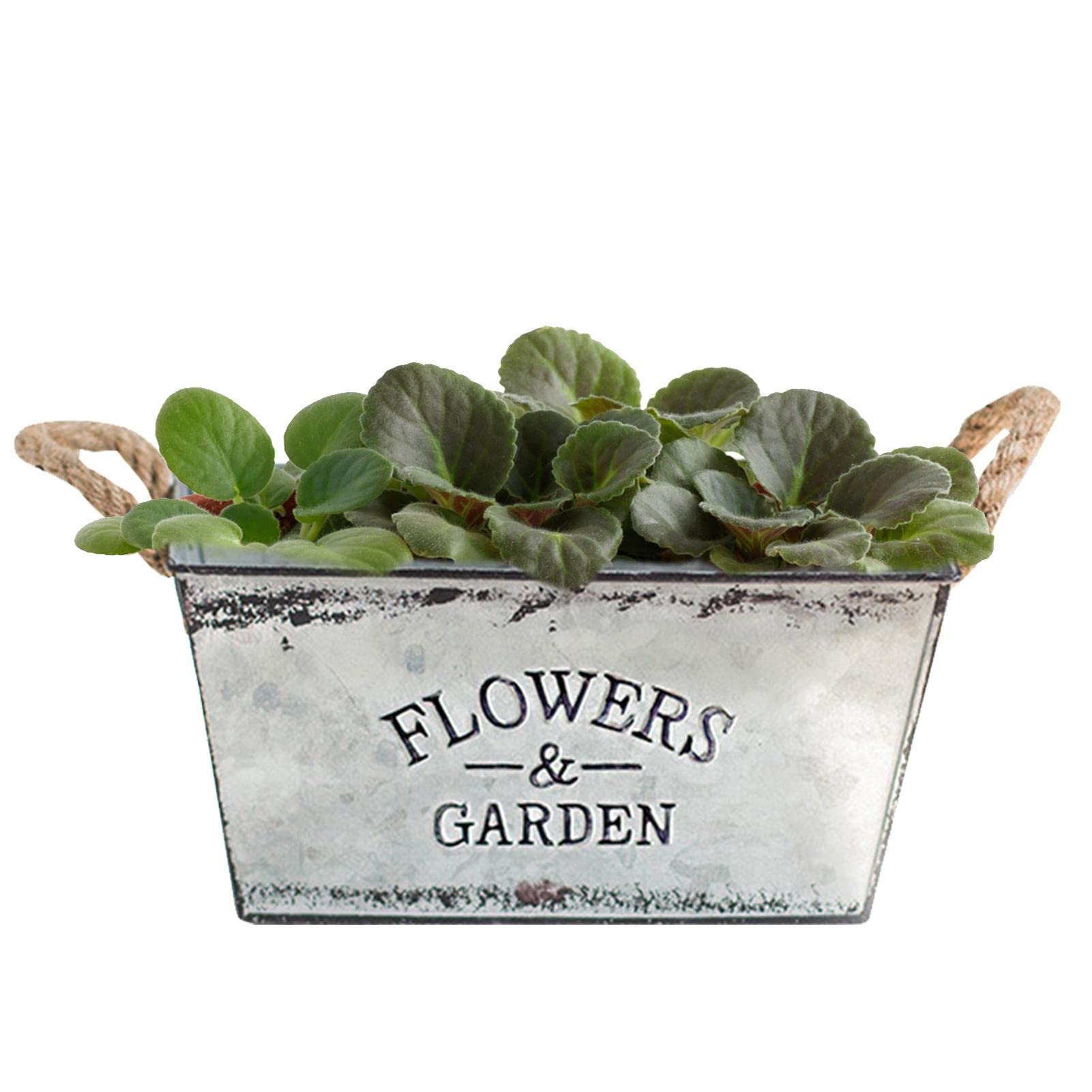 Veeteah Flower Pot Metal Vintage Vase Shabby Chic Vintage Decorative Flower Bucket with Handle Iron Plant Pot for Plants, Decoration, Storage