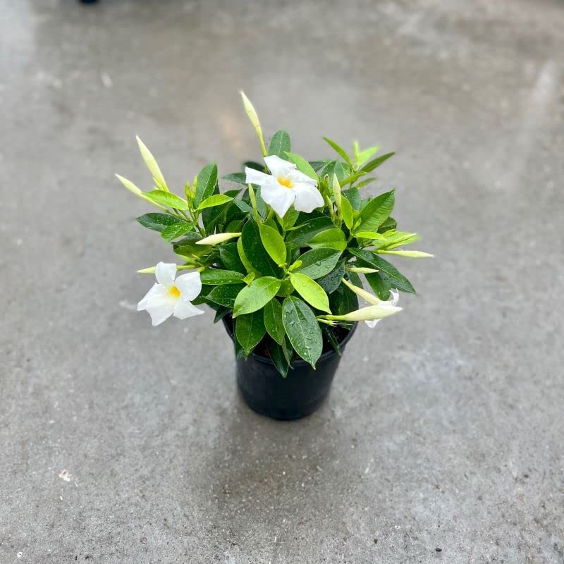 Cloud Farm Mandavilla White Hybrid Live Plant CF17 (B0B8PJCVMD) Amazon Price History, Amazon Price Tracker