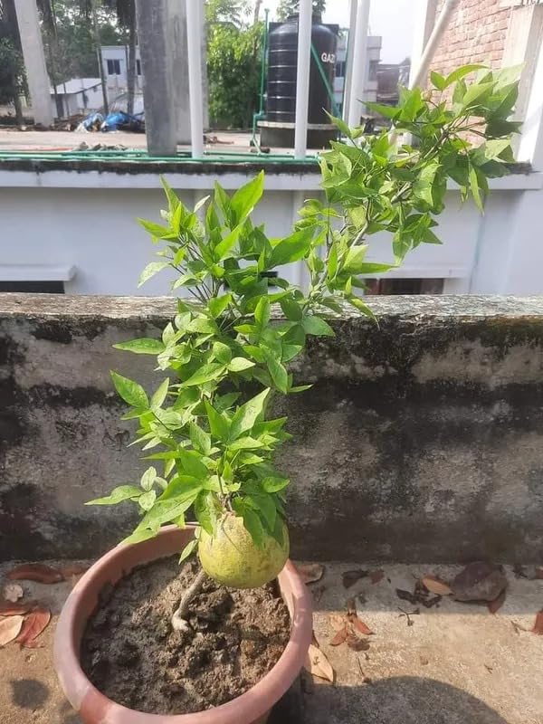 Thai Bael Plant Grafted and Hybrid Plants बिल्व, बेल For your home and graden Outdoor Fruit Plant (Pack Of 1)