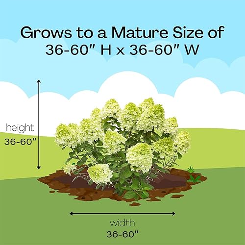 Vista 12 de s Arbusto de hortensias Little Lime Punch de 2 galones