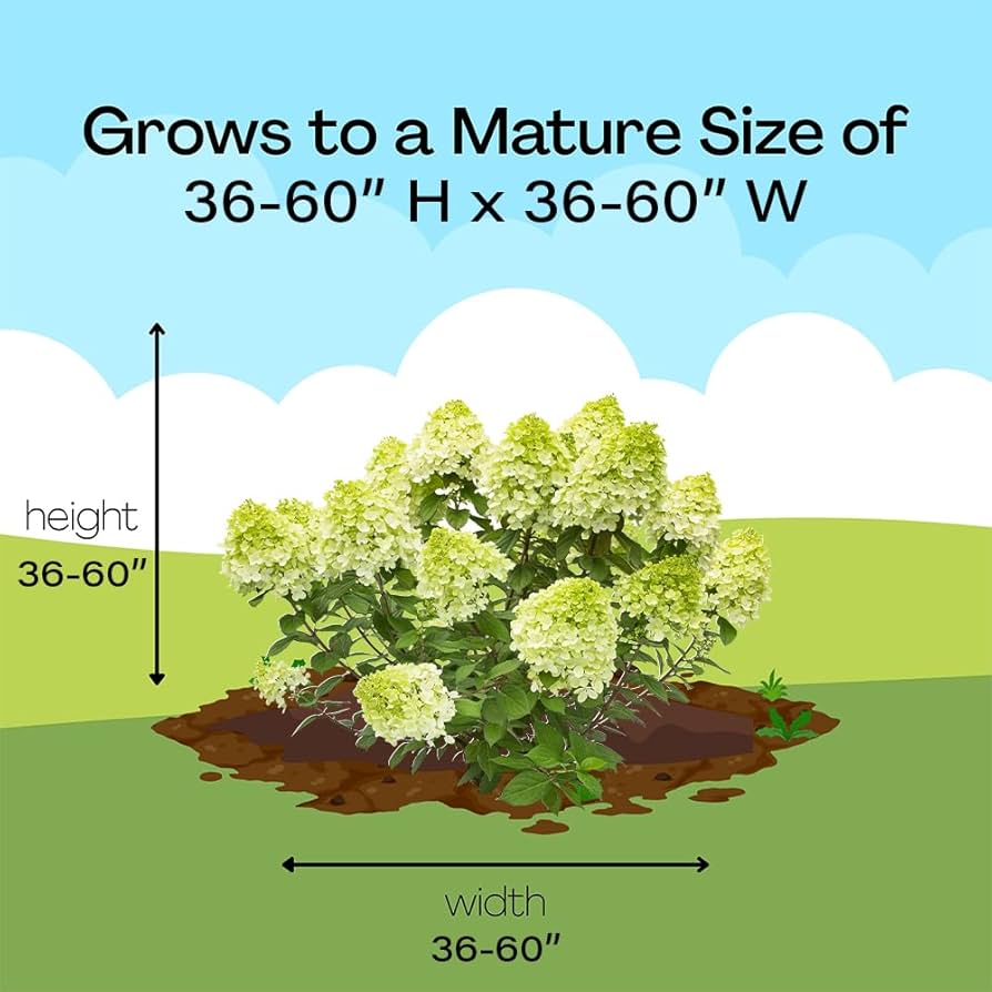 ✤ ✤ 大きめ♬  夏の造花リース  36cm  ✤ ✤ Let's Dance Big Band® - Reblooming hydrangea - Hydrangea