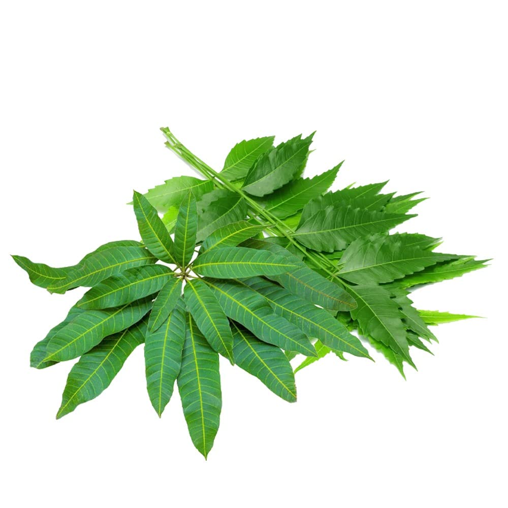 Neem & Mango Leaves | Green Neem & Mango Leaf | Leave Healthy & Cosmetic Benefits | Fresh Neem & Mango Leaves | Fresh Leaf | Herbal Leaf | Indian Origin | Neem Leaves Approx.200G | Mango Leaves 10pcs