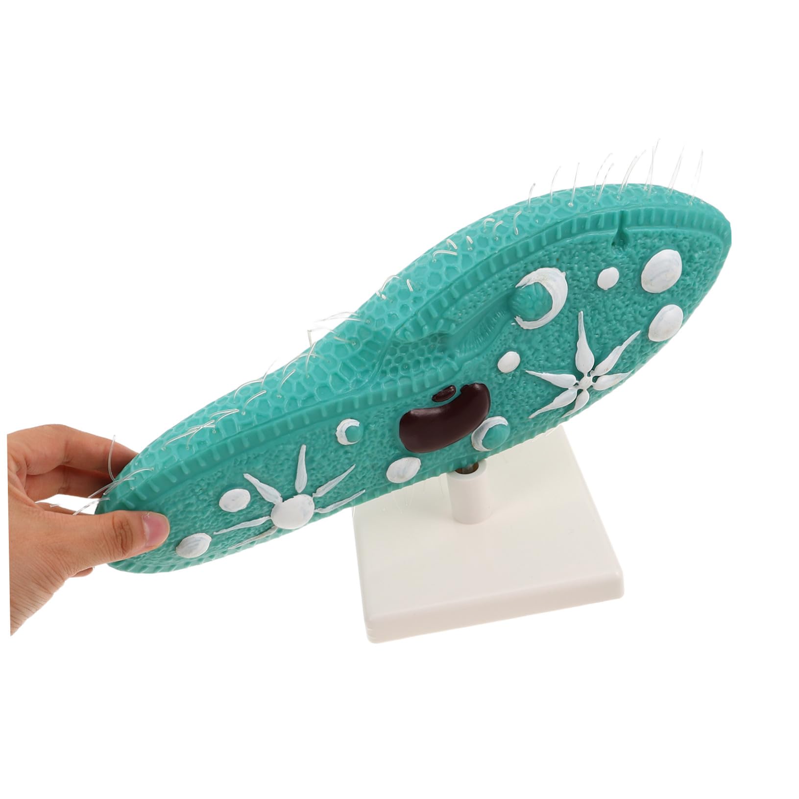 HANABASS Modell Detaillierte Pantoffeltierchen aus Ständer Anatomisches PVC Naturwissenschaftliches Bildungsmodell Cilien Stabiles Standfuß für Mittelstufen Biologie für Unterricht