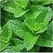 Bulk Package of 10,000 Seeds, Spearmint Herb (Mentha spicata) Open Pollinated Seeds By Seed Needs