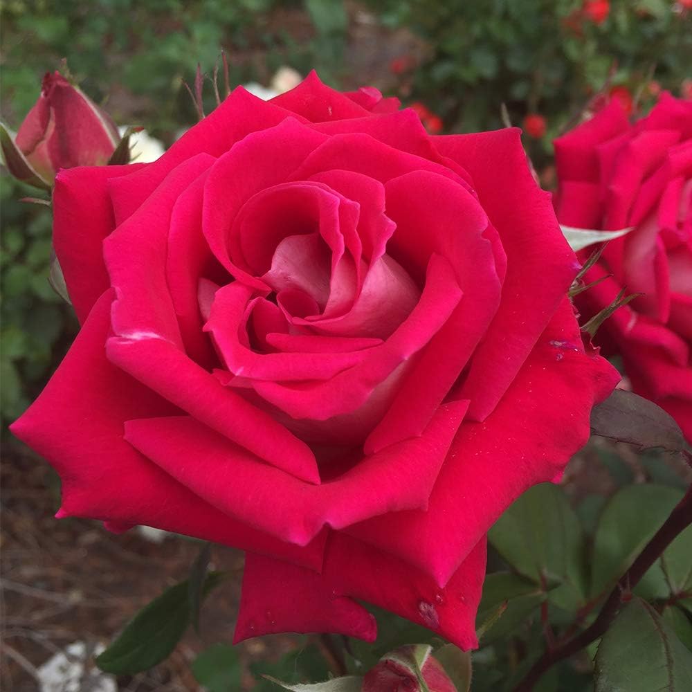 Heirloom Roses Rose Plant - Love Multi Colored Rose Bush, Grandiflora Live Plant for Planting Outdoors