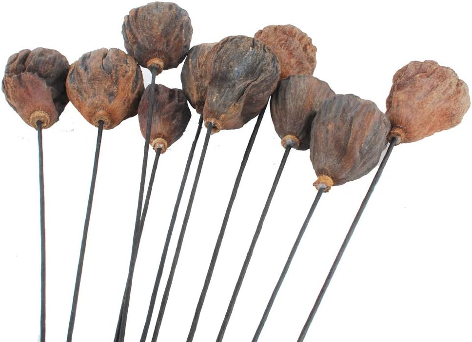 NWFashion 10PCS Artificial Dried Brwon Lotus Pods with