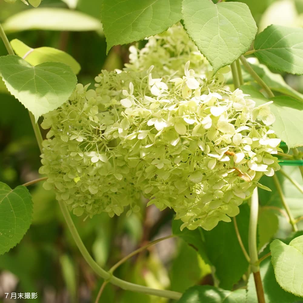 大苗A(ᵔᴥᵔ)ピンクアナベル　かわいい庭に♡華やかなお庭に〜 楽天市場】【 花終わり剪定株 】アナベル 苗 苗木