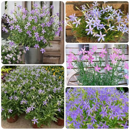 semillas de isotoma fluviatilis Jardín de hierbas de interior, plantas exóticas resistentes isotoma axilar plantas aromáticas, plantas resistentes en macetas jardín de hierbas, plantas 100pcs