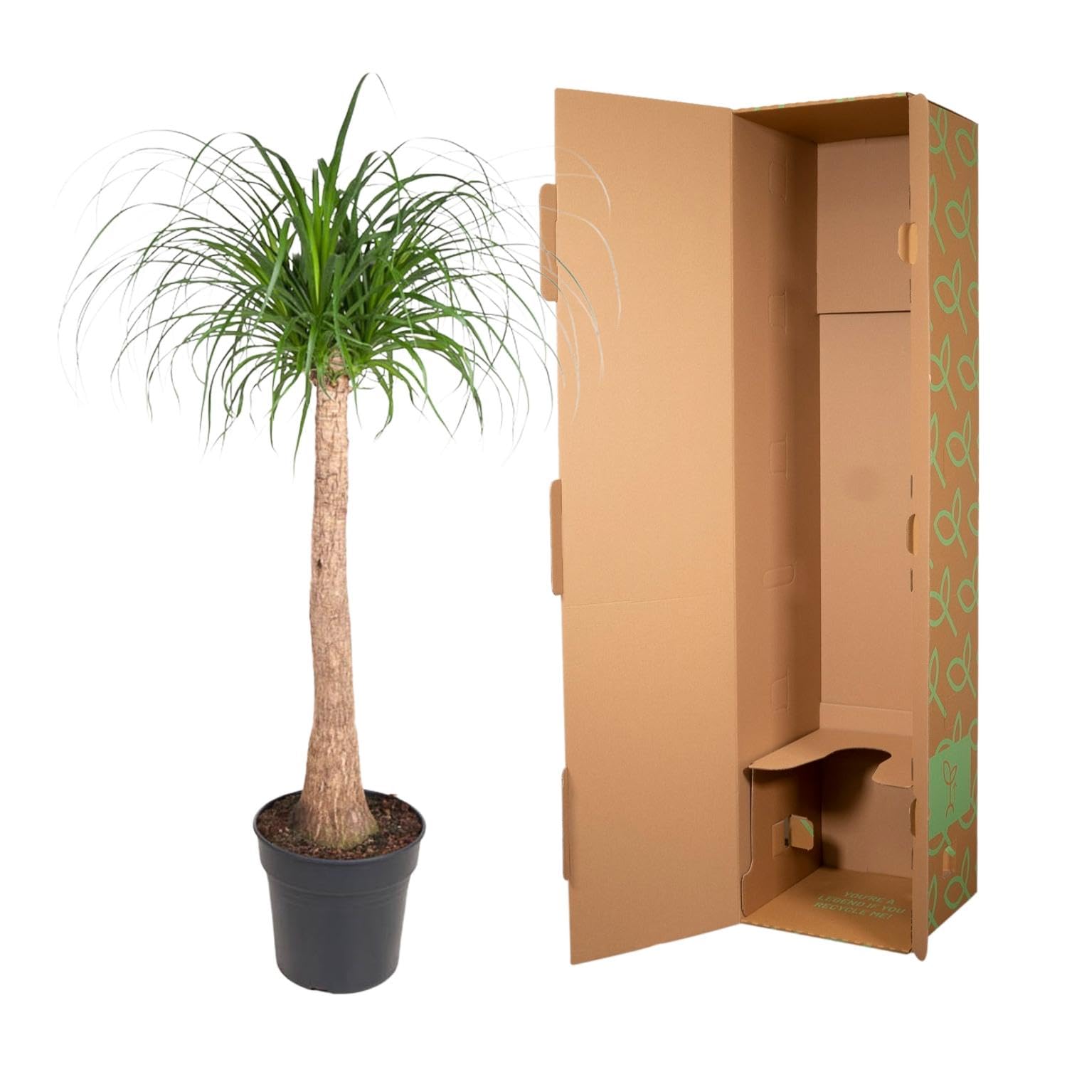 Beaucarnea Roślina pokojowa z pniem, do użytku w pomieszczeniach, zielona, 120 cm, Ø 32 cm