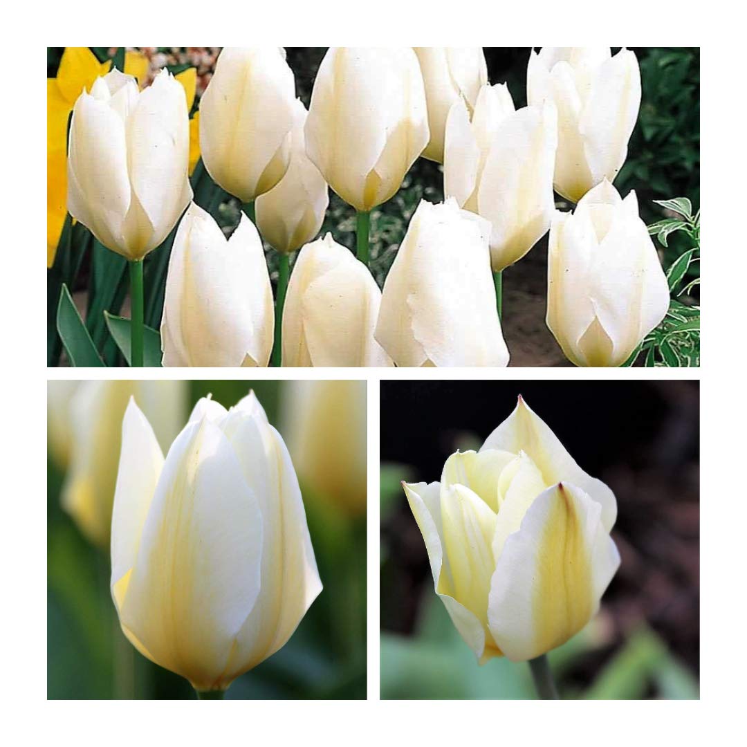 Tulip Purissima x 30 Flower Bulbs Size 10/11 Beautiful Large Creamy Spring Tulips. Easy to Grow