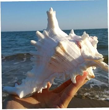 1pc 11-12 Cm Queen Nautical Shells Conch Natural Beach Ocean Home Decoration