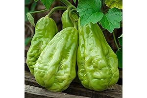 Chayote Vegetable Seeds - Grow Your Own Chayote Squash!