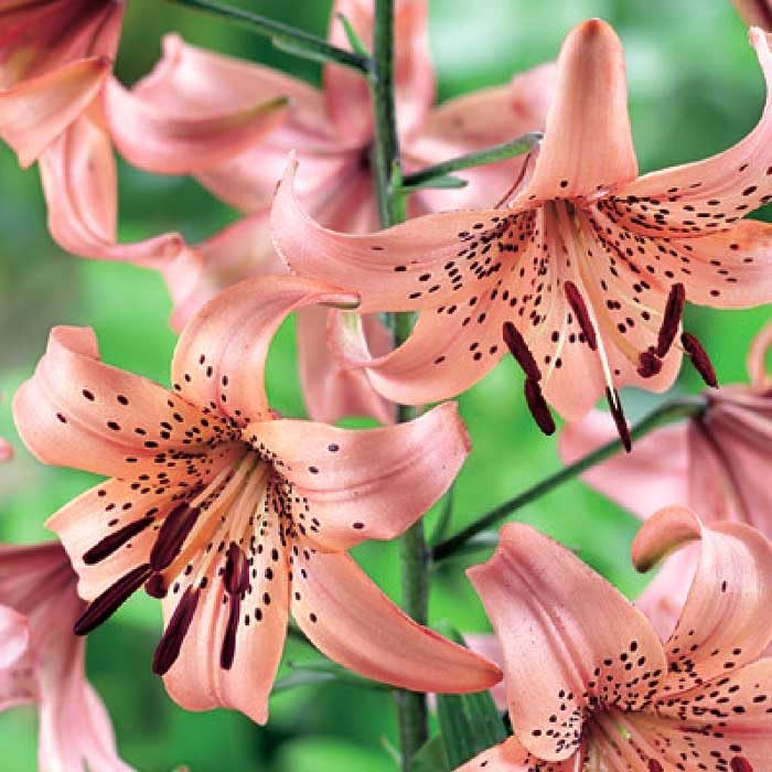 Amazon.co.jp: シャンデリア リリー ピンクジャイアント 球根 2球 豪華