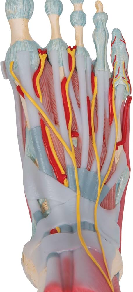 手関節と足関節模型　手足解剖セット 3B Scientific 手関節，筋・靭帯付，4分解モデル | 日本スリービー・サイエンティフィック