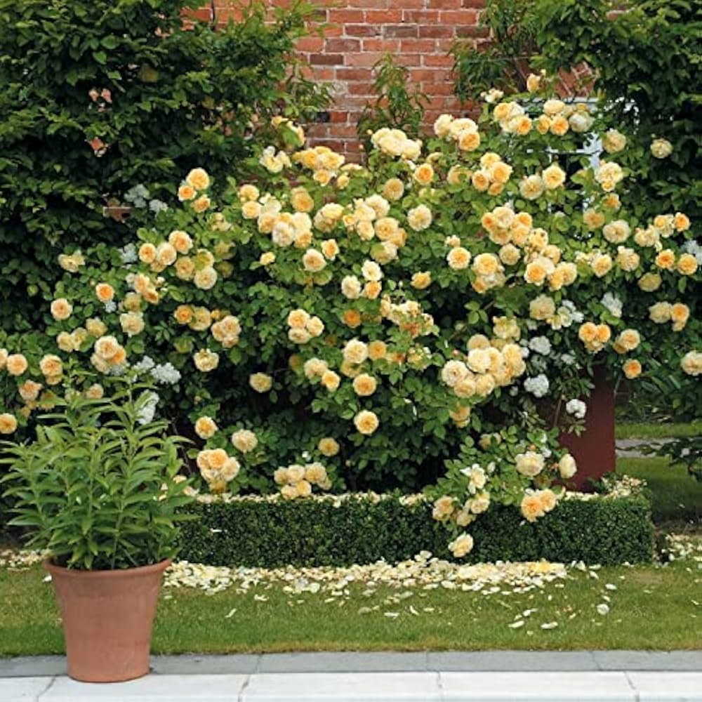 Amazon.co.jp: バラ 苗 イングリッシュローズ 【ティージング