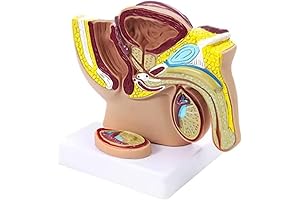 3B Scientific Masterburbaters: An Anatomical Exploration of Human Biology