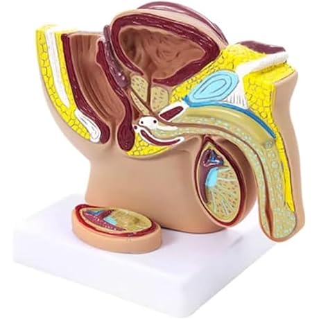 3B Scientific Masterburbaters: An Anatomical Exploration of Human Biology