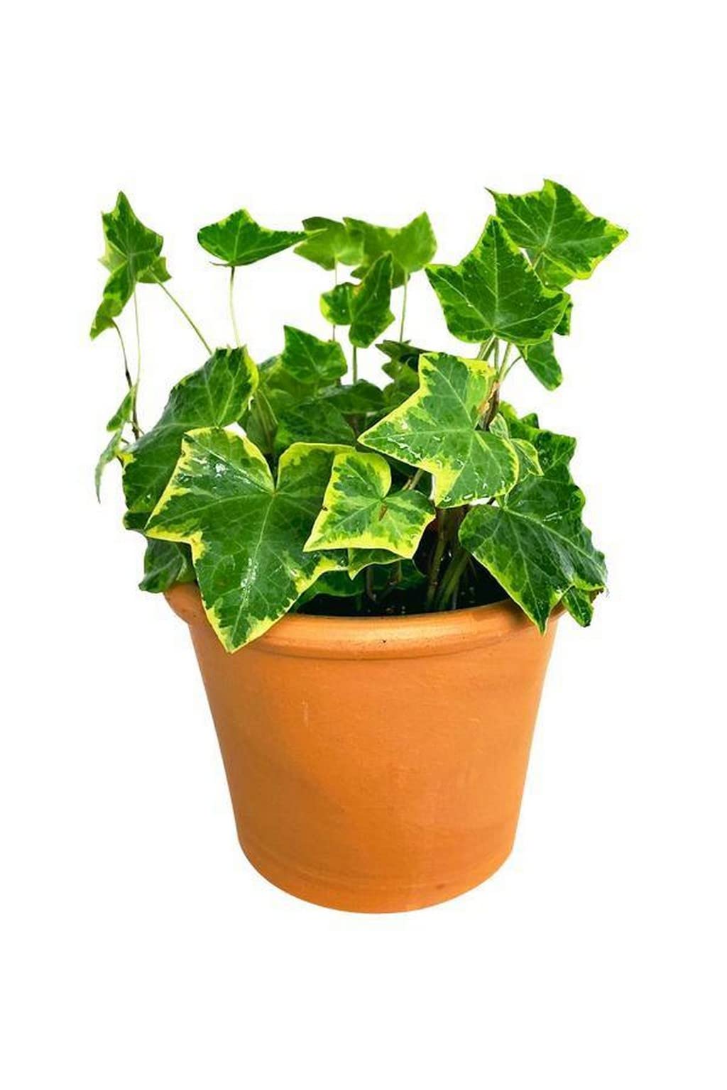 OhhSome Plant For Indoor Home Décor English Ivy Variegated Low Maintenance Plants Live - Décor|Indoor Living Room|Kitchen Decoration (Healthy Plant) (B09L8GH6MB) Amazon Price History, Amazon Price Tracker