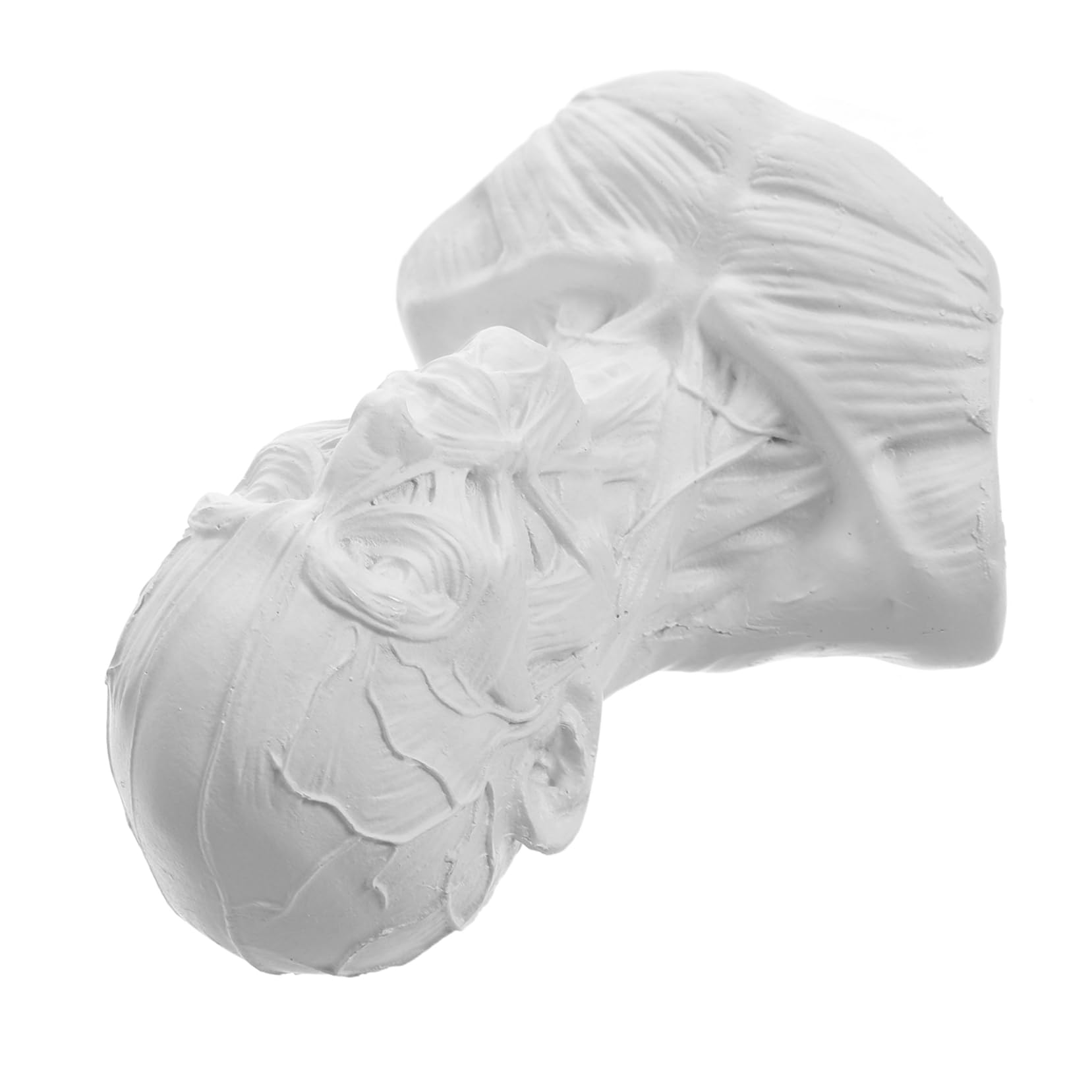 Cabilock 4 Piezas Bosquejo Estatua Modelo Óseo De Los Músculos De La Cabeza Estatuilla del Músculo De La Cabeza del Cráneo Modelo Humano Estatua del Músculo De La Cabeza del Cráneo Resina
