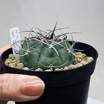 Amazon.co.jp: サボテン：ギムノカリキウム 黒豹玉 実生*幅4.5