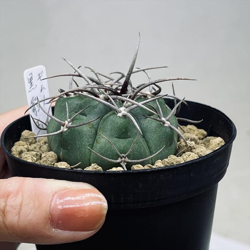 大株 サボテン ギムノカリキウム 黒豹玉 実生 ※鉢のまま発送 Amazon.co.jp: サボテン：ギムノカリキウム 黒豹玉 実生*幅4.5