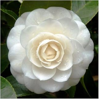 Camellia japonica white - Japanese camellia - 10 seeds