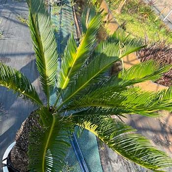 Amazon｜蘇鉄 ソテツ 12号 観葉植物 お祝 新築祝い 開店祝い シンボル