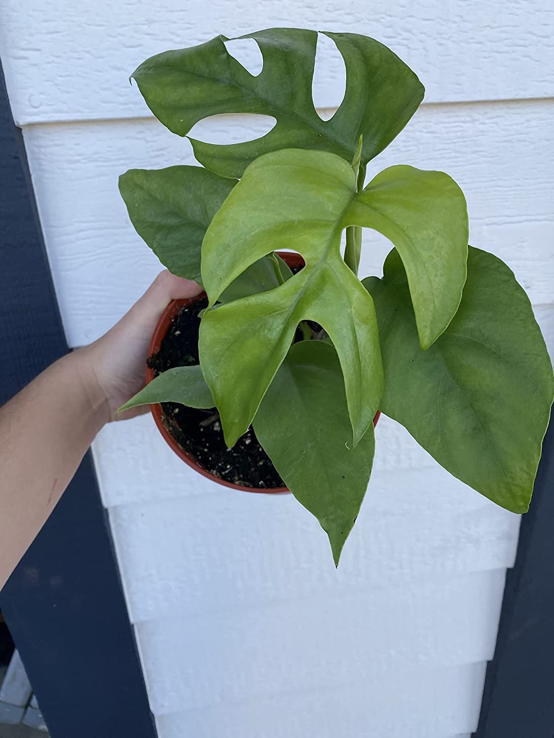 Mini Monstera (Rare) (B0C5KJFZCQ) Amazon Price History, Amazon Price Tracker