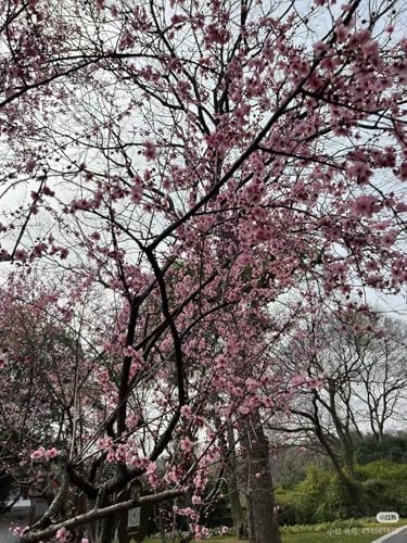 10PCS Cold Hardy Flowering Plum Seeds - Japanese Apricot Prunus Mume for Bonsai, Fragrant Early Spring Blossoms Ornamental Tree - Non-GMO Heirloom for Canadian Gardens (Pink,10) - 1