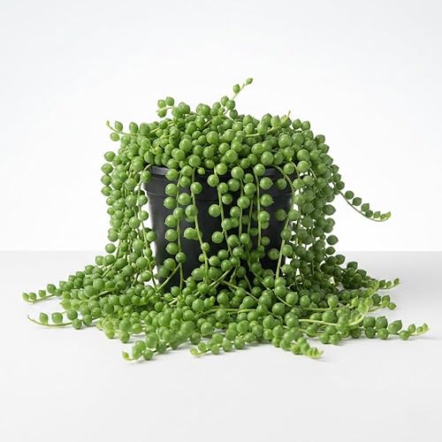 Miniatura 7 de Planta de cadena de perlas en maceta de 4 pulgadas, vid suculenta viva, planta de interior, cadena de perlas, planta viva para decoración del hogar