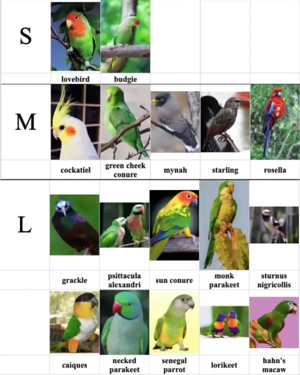 Bird Flight Harness Vest, Parrot Flight Suit with Leash for Parakeets Cockatiels, Bird Flying Clothes with Rope and Handle for Outdoor Activities Training (Bear Without Leash,Large)