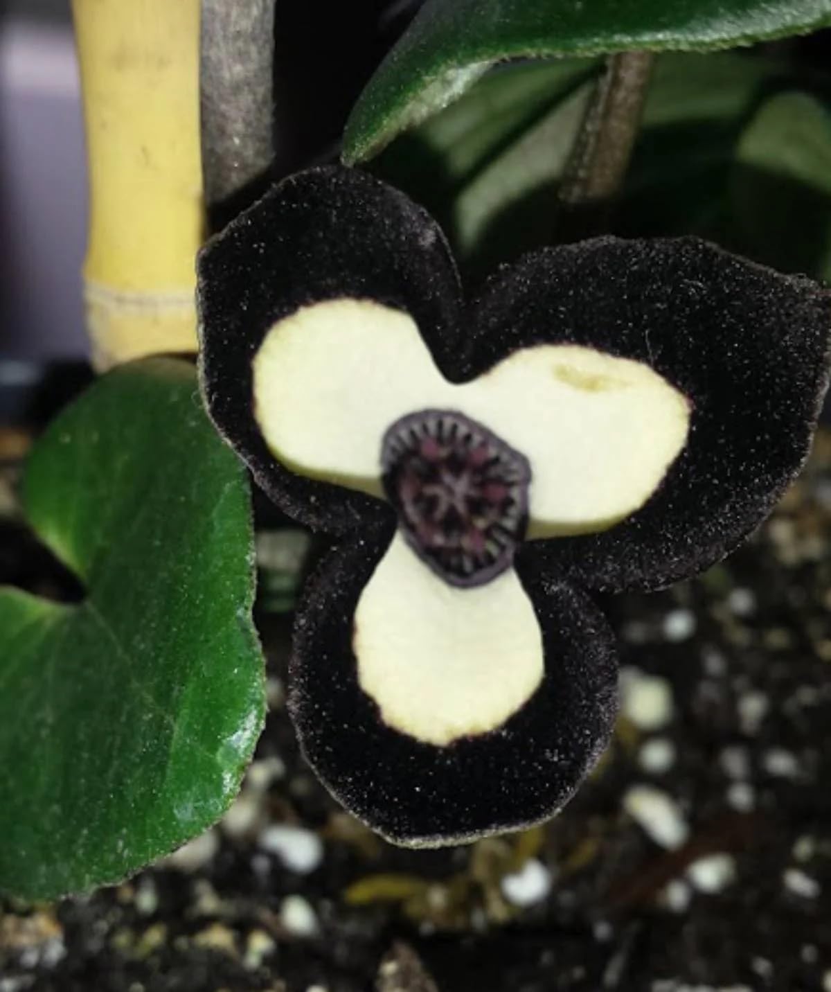 Panda Face Ginger Live Plant (New)