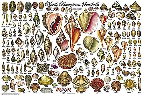 Laminated North American Seashells Educational Chart Ocean Poster 24x36