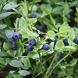 Frozen Seed Capsules Bilberry Seeds (Vaccinium myrtillus) 30 Seeds